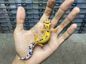 J-288 | JUNGLE TANGERINE HET. TREMPER - JANTAN