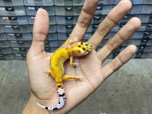 J-290 | EMERINE HET. TREMPER- BETINA