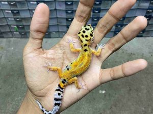 J-291 | JUNGLE TANGERINE HET. TREMPER - JANTAN