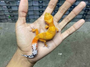 J-292 | SHTCTB POSSIBLE HET. TREMPER - JANTAN