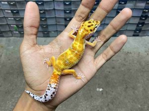 J-293 | HYPO TANGERINE POSSIBLE HET. TREMPER - JANTAN