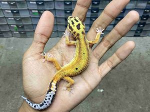 J-294 | EMERINE RED STRIPE POSSIBLE HET. TREMPER - JANTAN