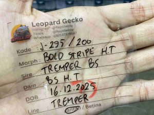 J-295 | BOLD STRIPE HET. TREMPER - JANTAN (SHEDDING)