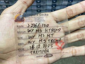 J-296 | WHITE & YELLOW MACK SNOW HET. TREMPER - BETINA (SHEDDING)