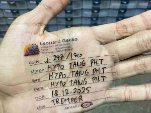 J-297 | HYPO TANGERINE POSSIBLE HET. TREMPER - BETINA (SHEDDING)