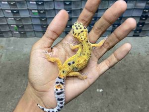 J-298 | HYPO TANGERINE POSSIBLE HET. TREMPER - JANTAN