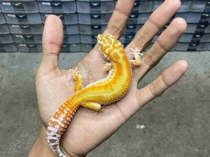 J-299 | ALBINO APTOR RED STRIPE - BETINA (-)