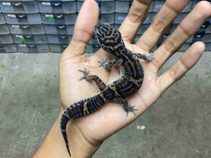 J-300 | BLACK NIGHT HET. TREMPER- JANTAN