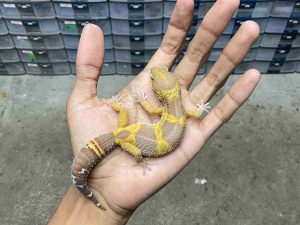 J-301 | ALBINO MACK SNOW TREMPER BLACK NIGHT HET. RAPTOR - BETINA