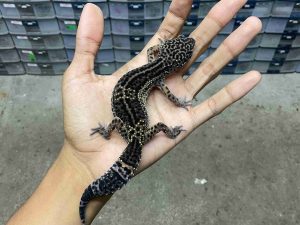 J-302 | TUG SNOW BLACK NIGHT - JANTAN