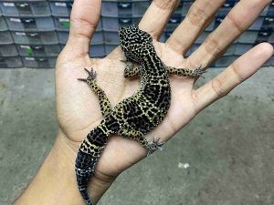 J-303 | BLACK NIGHT HET. TREMPER POSSIBLE HET. MURPHY - BETINA