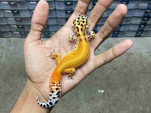 J-304 | PATTERNLESS RED STRIPE HET. ECLIPSE POSSIBLE HET. TREMPER - BETINA