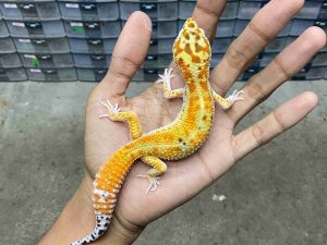 J-305 | EMERINE RED STRIPE POSSIBLE HET. TREMPER - JANTAN