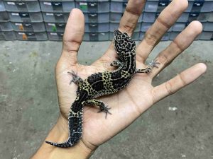 J-307 | MACK SNOW BLACK NIGHT HET. TREMPER POSSIBLE HET. ECLIPSE - BETINA