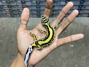 J-308 | BOLD STRIPE BANDIT POSSIBLE HET. TREMPER - BETINA