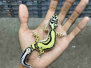 J-309 | BOLD STRIPE BANDIT POSSIBLE HET. TREMPER - BETINA