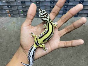 J-310 | BOLD STRIPE BANDIT POSSIBLE HET. TREMPER - BETINA