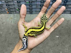 J-311 | BOLD STRIPE NOSE BANDED POSSIBLE HET. TREMPER - BETINA
