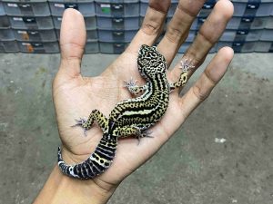 J-312 | BLACK NIGHT POSSIBLE HET. TREMPER - BETINA