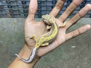 J-313 | ALBINO TREMPER BOLD STRIPE - BETINA