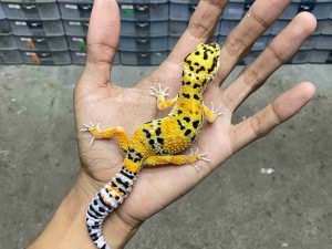 J-314 | TANGERINE HET. TREMPER - JANTAN