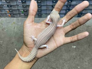 J-315 | ALBINO SUPER SNOW RAPTOR BLACK NIGHT- BETINA