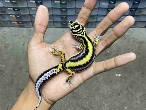 J-316 | BOLD STRIPE MOTIF TEBAL NOSE BANDED POSSIBLE HET. TREMPER - BETINA
