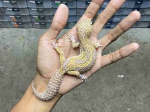 J-317 | ALBINO MACK SNOW TREMPER BLACK NIGHT HET. DIABLO BLANCO - JANTAN