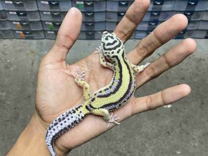 J-318 | BOLD STRIPE NOSE BANDED POSSIBLE HET. TREMPER - JANTAN