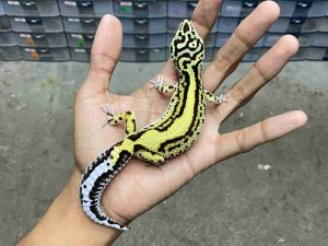 J-319 | BOLD STRIPE NOSE BANDED POSSIBLE HET. TREMPER - JANTAN