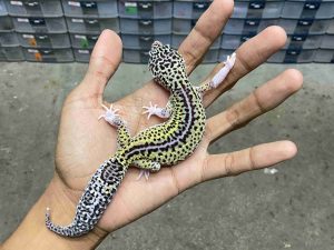 J-320 | MACK SNOW ECLIPSE REVERSE HET. TREMPER - BETINA