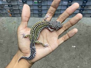 J-321 | MACK SNOW BLACK NIGHT HET. TREMPER - BETINA