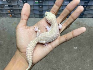 J-322 | ALBINO SUPER SNOW RAPTOR BLACK NIGHT - JANTAN BETINA