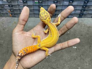 J-323 | ALBINO TREMPER STRIPE - BETINA