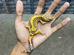 J-324 | ALBINO TREMPER BOLD STRIPE - BETINA
