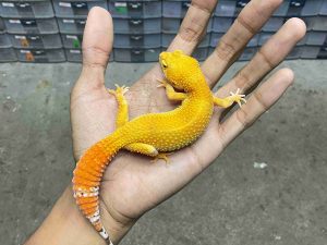J-326 | ALBINO SUNGLOW - BETINA