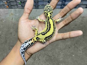 J-327 | BOLD STRIPE BANDIT HET. TREMPER- BETINA