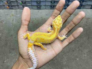 J-328 | ALBINO WHITE & YELLOW TREMPER RED STRIPE POSSIBLE HET. ECLIPSE - BETINA