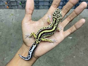 J-330 | MACK SNOW BOLD STRIPE POSSIBLE HET. TREMPER - JANTAN