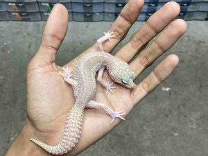J-332 | ALBINO SUOPER SNOW RAPTOR BLACK NIGHT - BETINA