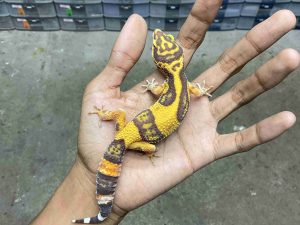J-334 | ALBINO TREMPER SUNSPOT - JANTAN
