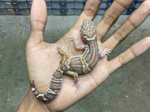 J-335 | ALBINO MACK SNOW TREMPER BLACK NIGHT HET. ECLIPSE POSSIBLE HET. MURPHY - JANTAN