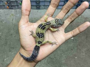 J-336 | MACK SNOW BLACK NIGHT POSSIBLE HET. TREMPER MURPHY - BETINA