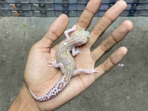 J-340 | ALBINO MACK SNOW RAPTOR BLACK NIGHT - JANTAN