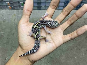 J-341 | MACK SNOW BLACK NIGHT HET. ECLIPSE MURPHY POSSIBLE HET. TREMPER - JANTAN