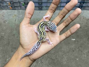 J-342 | MACK SNOW ECLIPSE BLACK NIGHT HET. TREMPER - BETINA