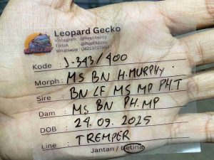 J-343 | MACK SNOW BLACK NIGHT HET. MURPHY - BETINA (SHEDDING)