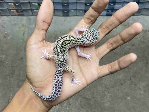 J-345 | MACK SNOW ECLIPSE BLACK NIGHT HET. TREMPER - BETINA