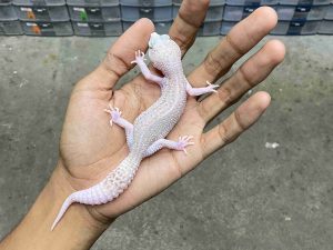 J-346 | ALBINO TREMPER PIED - BETINA