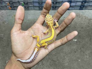 J-347 | ALBINO TREMPER BOLD STRIPE MOTIF TEBAL - BETINA